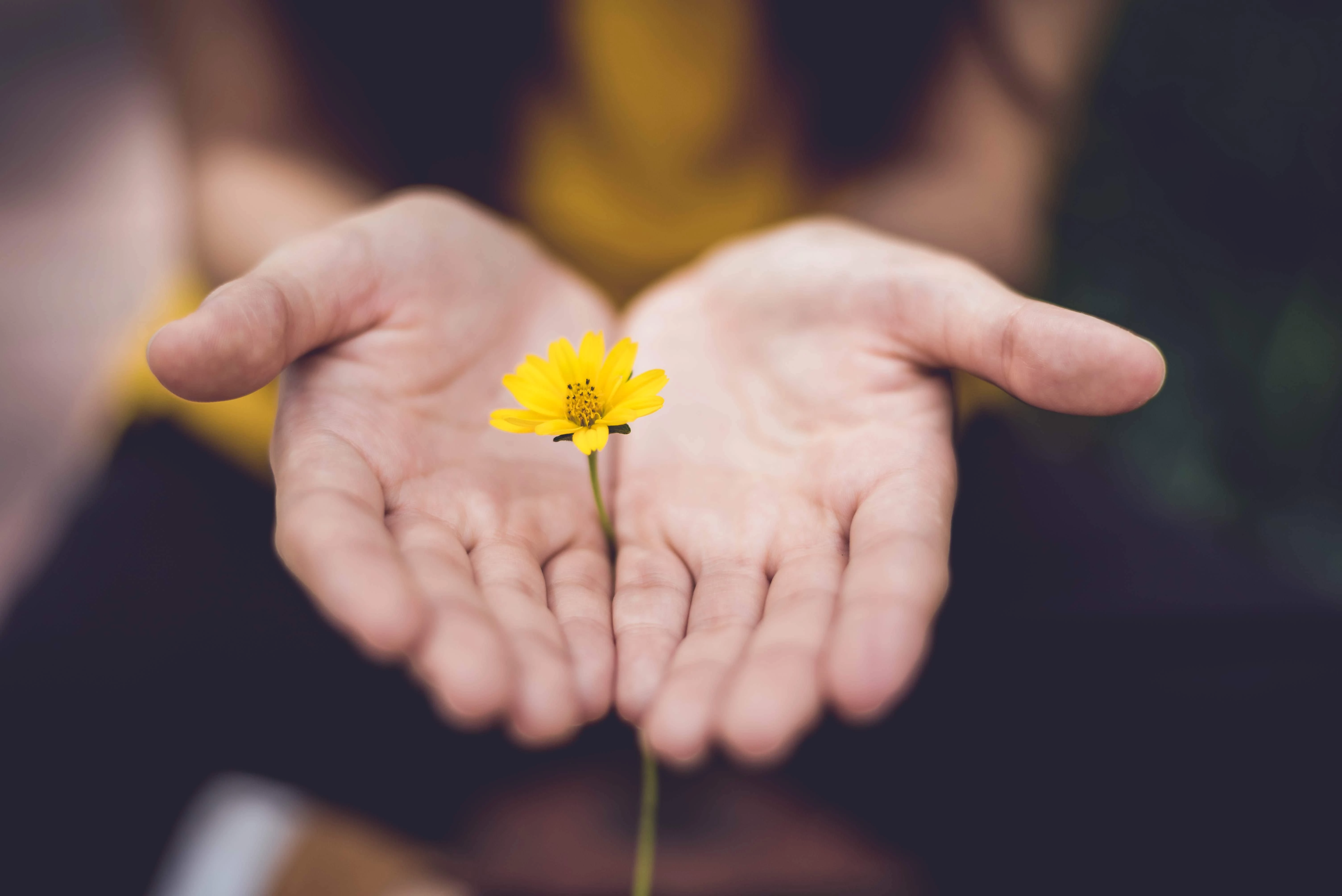Pair of hands holding small yellow flower